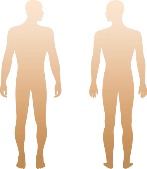 Diagrama del cuerpo humano